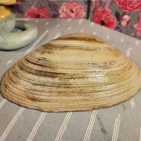 DECOUPAGE CLAM SHELL DECOUPAGE PURPLE SWIRLS ON A CLAM SHELL TRINKET DISH - Picture 11 of 11